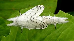 Attēlu rezultāti vaicājumam “Cribraria sp.”