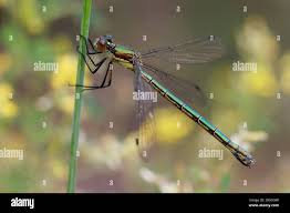 Attēlu rezultāti vaicājumam “Lestes dryas female”