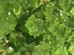 Attēlu rezultāti vaicājumam “Blasia pusilla sporophyte”