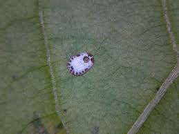 Attēlu rezultāti vaicājumam “Aleurochiton aceris”