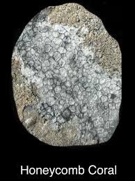 Attēlu rezultāti vaicājumam “Campylophyllum calcareum sporophyte”