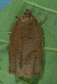 Attēlu rezultāti vaicājumam “Archips podana”