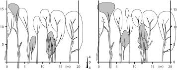 Attēlu rezultāti vaicājumam “Symphytocarpus flaccidus young”