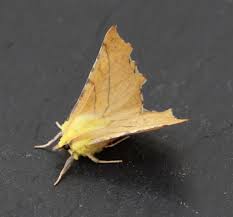 Attēlu rezultāti vaicājumam “Ennomos alniaria”