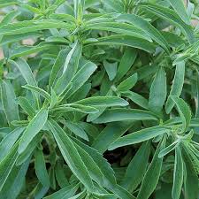 Image result for Stevia rebaudiana