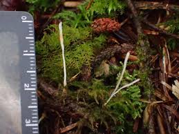 Attēlu rezultāti vaicājumam “Eocronartium muscicola”