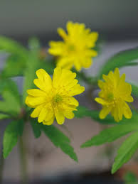 Attēlu rezultāti vaicājumam “Anemone ranunculoides flower”