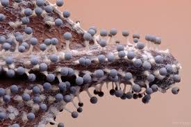 Attēlu rezultāti vaicājumam “Arcyria stipata young”