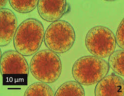 Attēlu rezultāti vaicājumam “Puccinia coronata”