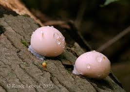 Attēlu rezultāti vaicājumam “Lycogala flavofuscum”