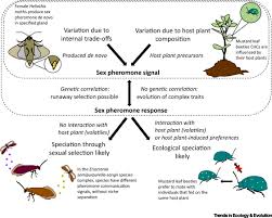 Attēlu rezultāti vaicājumam “Phaedon cochleariae”
