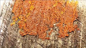 Attēlu rezultāti vaicājumam “Hemitrichia serpula macro”