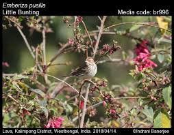 Image result for Emberiza pusilla