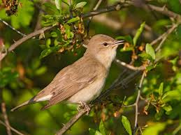 Attēlu rezultāti vaicājumam “Sylvia borin adult”