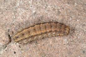 Attēlu rezultāti vaicājumam “Hoplodrina octogenaria”