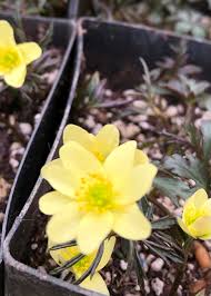 Attēlu rezultāti vaicājumam “Anemone x lipsiensis leaf”