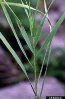 Attēlu rezultāti vaicājumam “Bromopsis inermis leaf”
