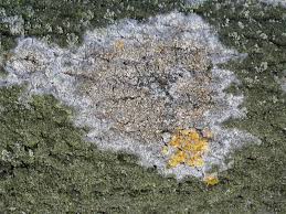 Attēlu rezultāti vaicājumam “Athelia arachnoidea”