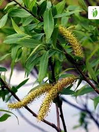 Attēlu rezultāti vaicājumam “Salix triandra”