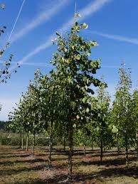 Attēlu rezultāti vaicājumam “Tilia americana”