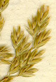 Attēlu rezultāti vaicājumam “Poa angustifolia”