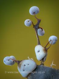 Attēlu rezultāti vaicājumam “Didymium nigripes young”