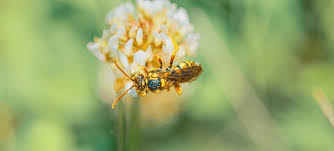 Attēlu rezultāti vaicājumam “Cribraria splendens macro”