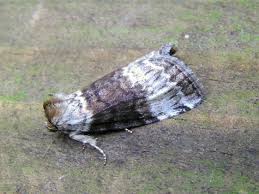 Attēlu rezultāti vaicājumam “Tetheella fluctuosa”