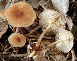 Attēlu rezultāti vaicājumam “Collybia sp.”