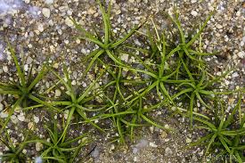 Attēlu rezultāti vaicājumam “Isoetes echinospora”