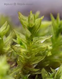 Attēlu rezultāti vaicājumam “Orthotrichum, Nyholmiella”