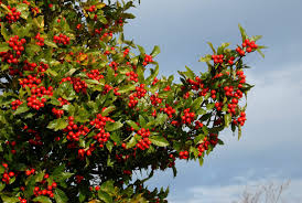 Attēlu rezultāti vaicājumam “Crataegus”