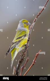 Image result for Carduelis citrinella