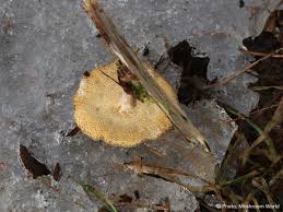 Attēlu rezultāti vaicājumam “Polyporus brumalis”