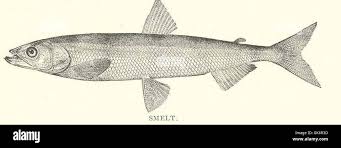 Image result for Osmerus mordax