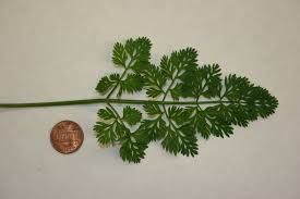 Attēlu rezultāti vaicājumam “Daucus carota subsp. carota leaf”