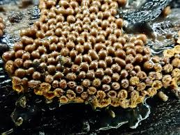 Attēlu rezultāti vaicājumam “Trichia ambigua spores”