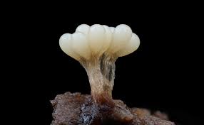 Attēlu rezultāti vaicājumam “Oligonema sp.”