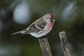 Attēlu rezultāti vaicājumam “Carduelis flammea female”