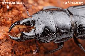 Attēlu rezultāti vaicājumam “Ceruchus chrysomelinus”