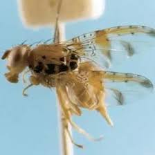 Attēlu rezultāti vaicājumam “Tephritidae”