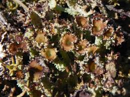 Attēlu rezultāti vaicājumam “Cladonia squamosa”