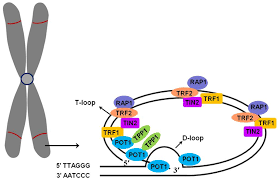 Image result for the end of the t-loop structure