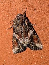 Attēlu rezultāti vaicājumam “Lacanobia contigua”