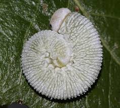 Attēlu rezultāti vaicājumam “Trichiosoma larva”