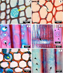 Attēlu rezultāti vaicājumam “Physisporinus vitreus”