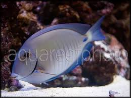 Image result for Acanthurus chirurgus