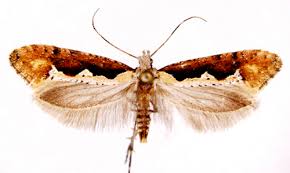 Attēlu rezultāti vaicājumam “Plutellidae”