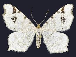 Attēlu rezultāti vaicājumam “Macaria notata”