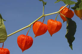 Attēlu rezultāti vaicājumam “Physalis alkekengi fruit”
